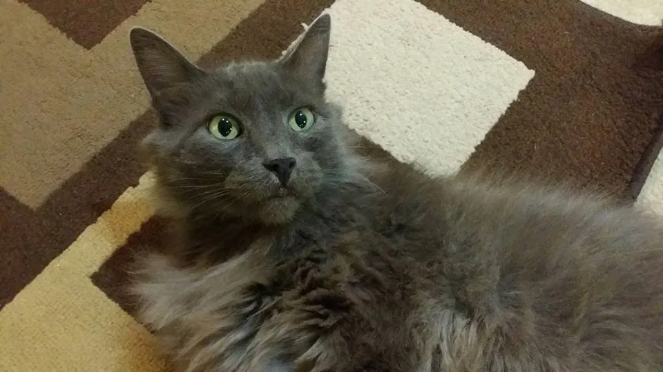 Lost cat in Portland, OR, 97267