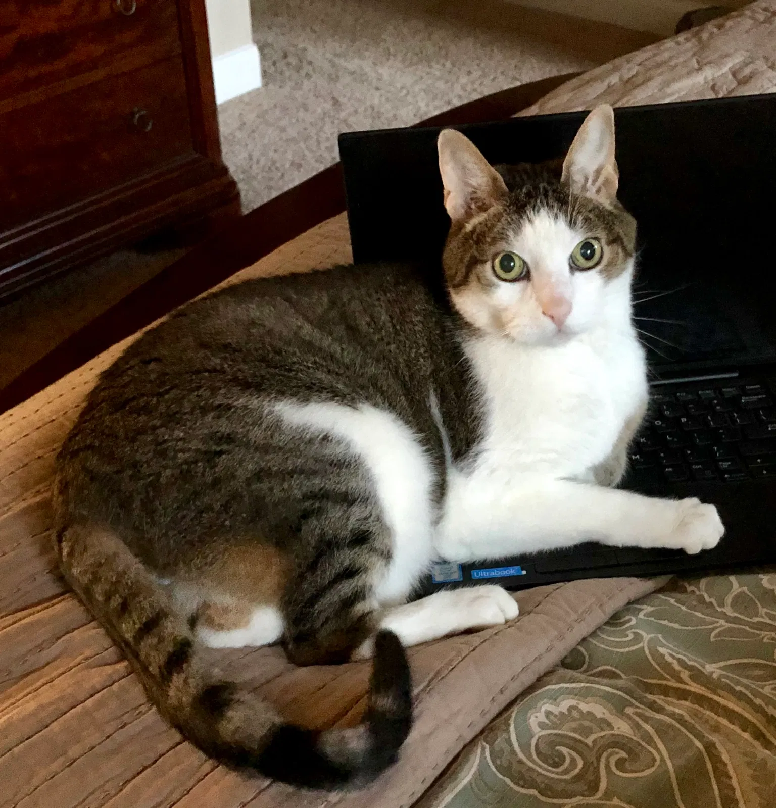 Lost cat in Round Rock, TX, 78665