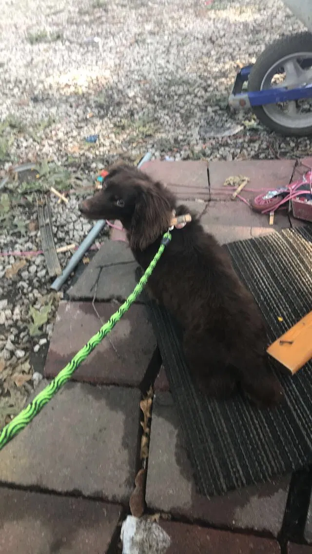 Lost dog in Granite City, IL, 62040