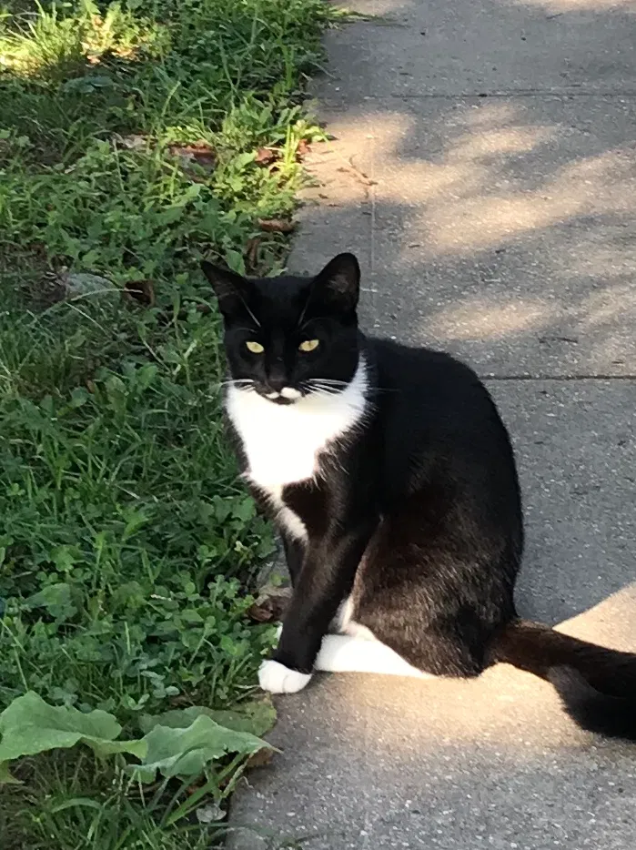 Lost cat in Ronkonkoma, NY, 11779