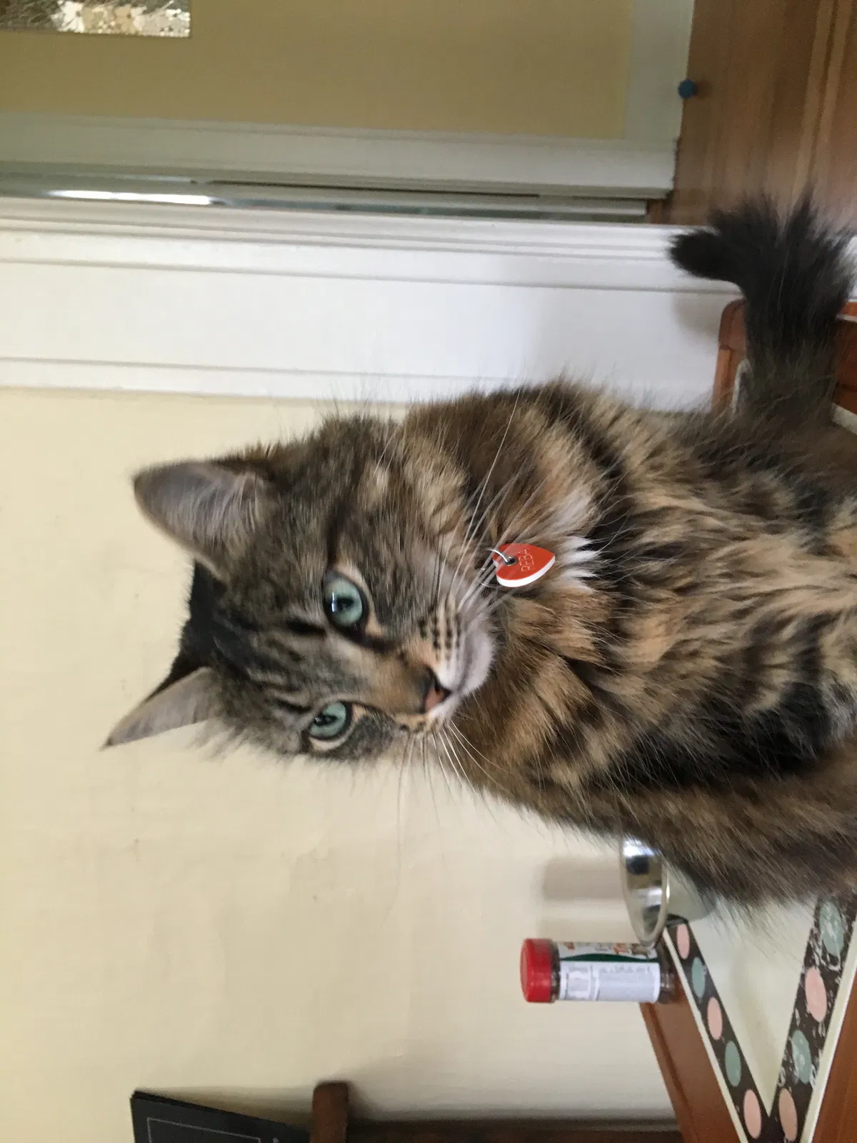 Lost cat in Portland, OR, 97202