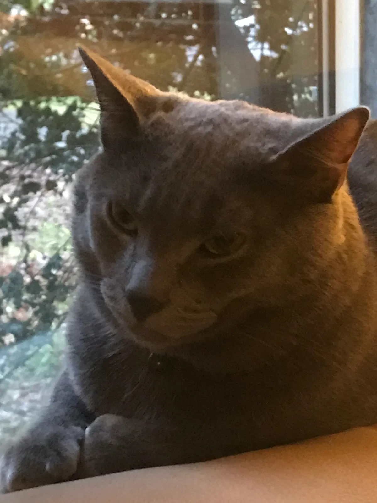 Lost cat in Hope, ID, 83836