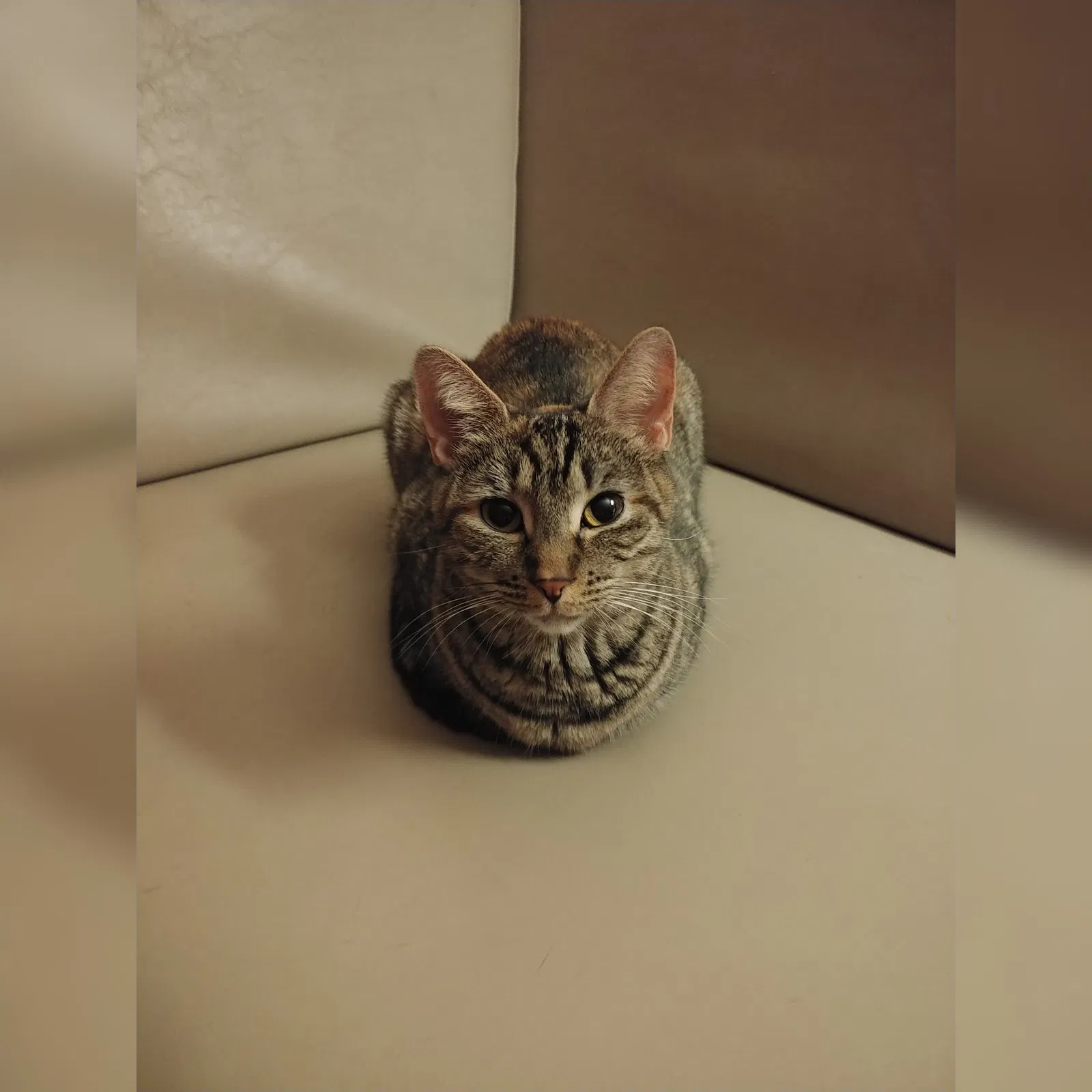 Lost cat in San Francisco, CA, 94109