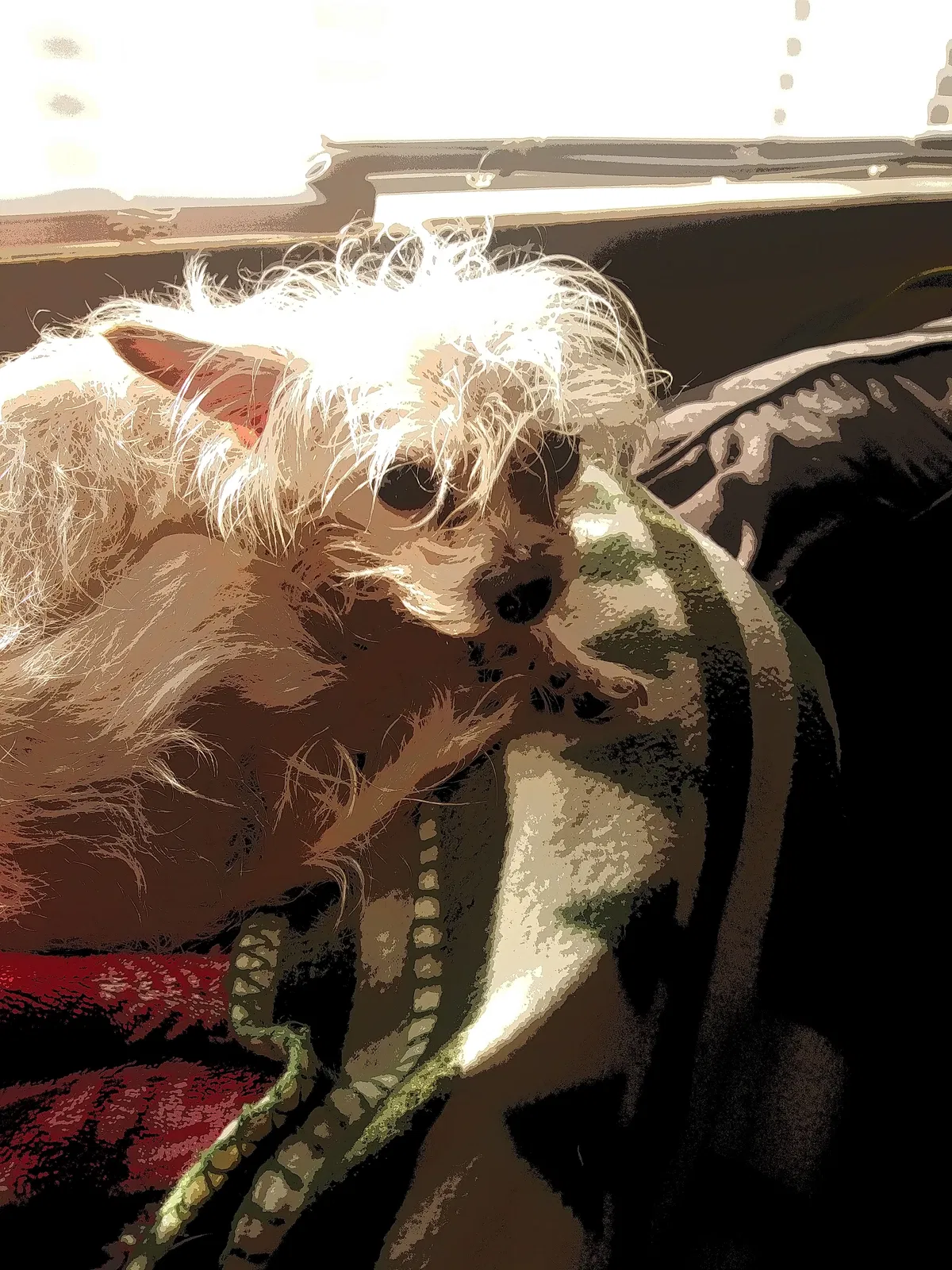Lost dog in Milwaukee, WI, 53204