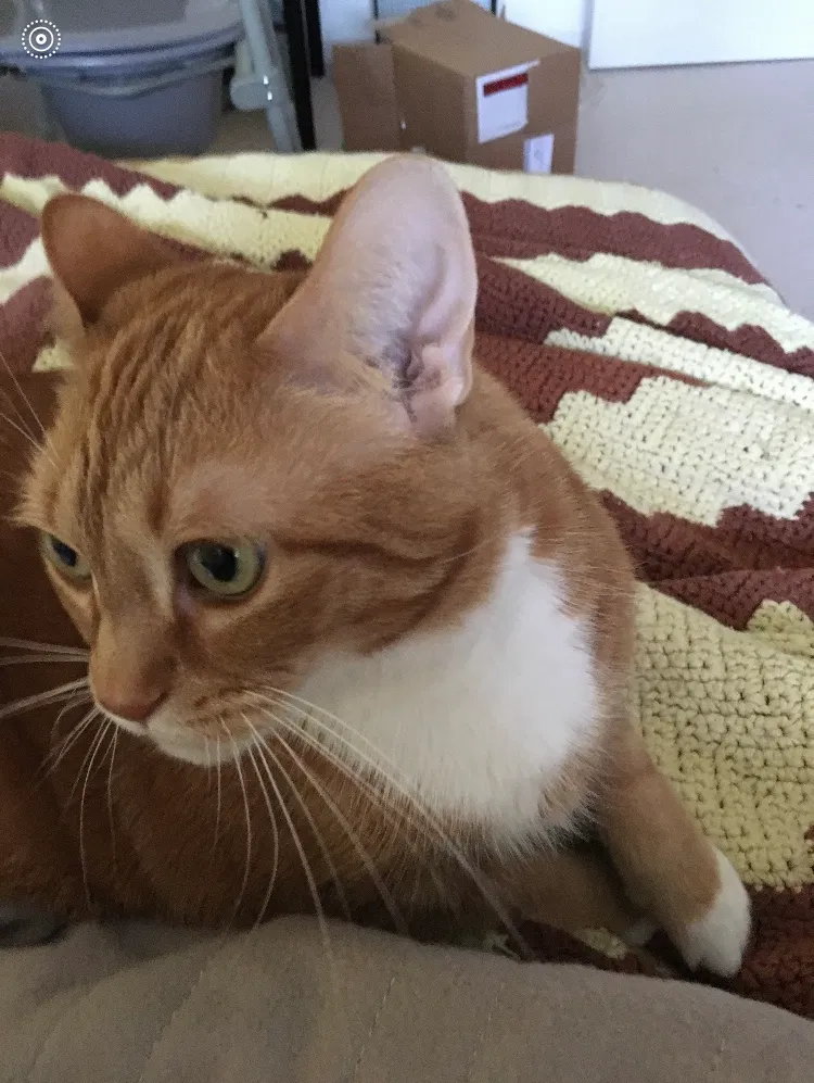 Lost cat in Northville, MI, 48167