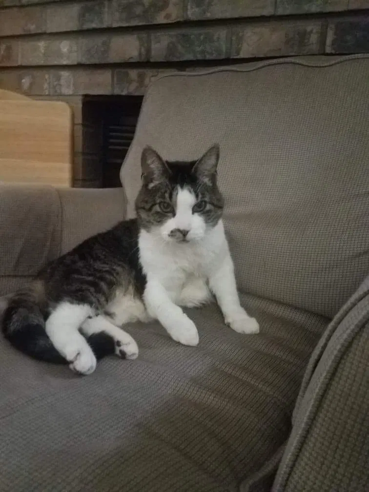 Lost cat in Deer Park, WA, 99006