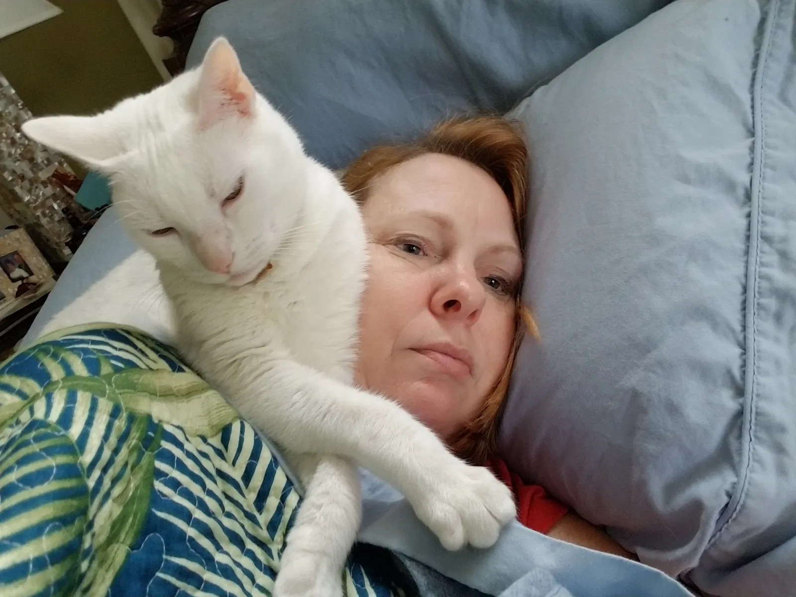 Lost cat in Winter Springs, FL, 32708