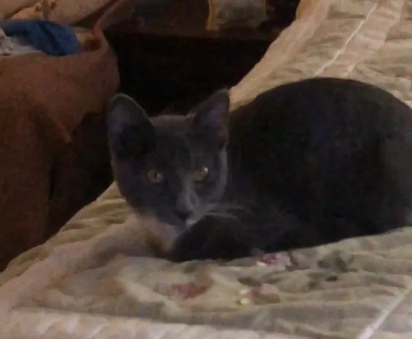 Lost cat in Riverside, CA, 92509