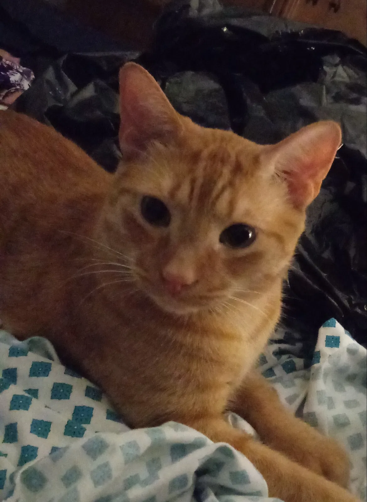 Lost cat in Franklin Park, IL, 60131