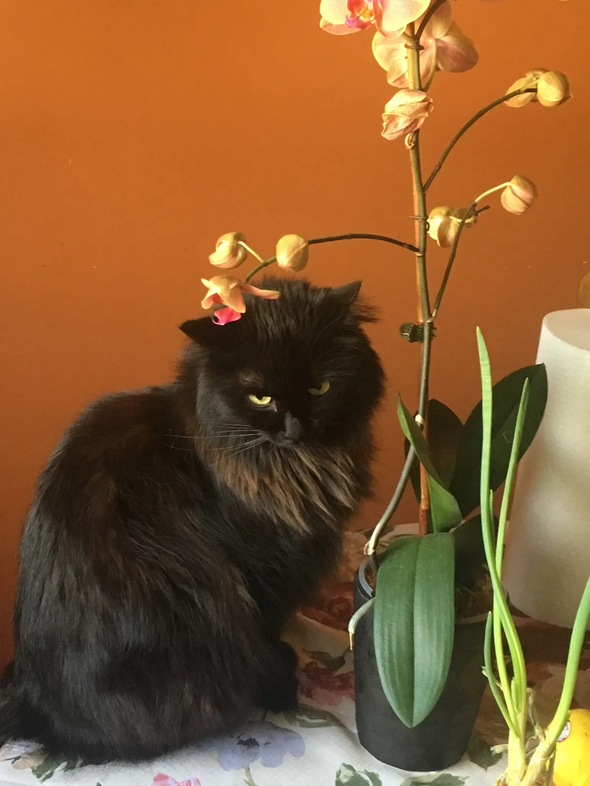 Lost cat in South Plainfield, NJ, 7080