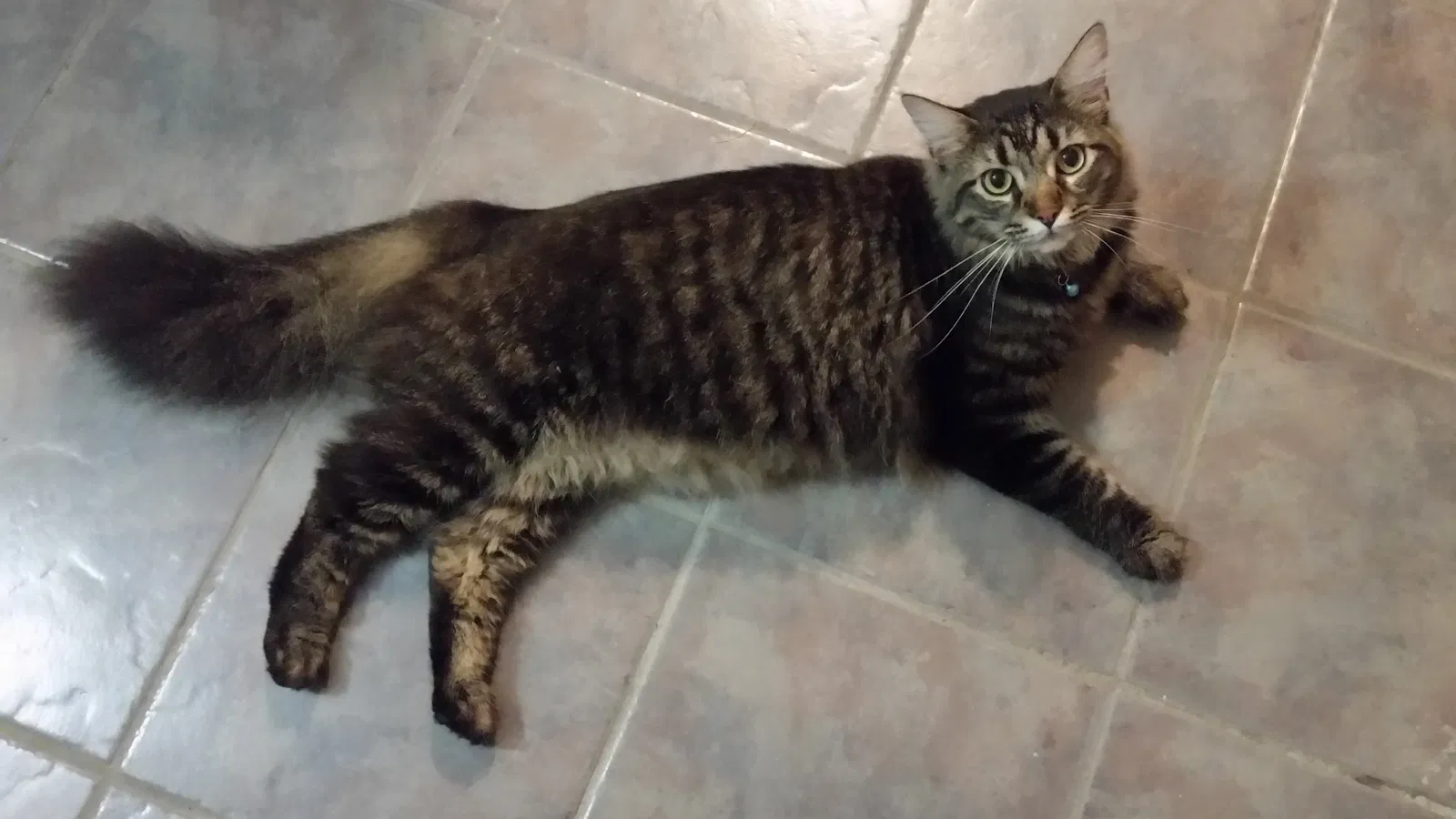 Lost cat in League City, TX, 77573