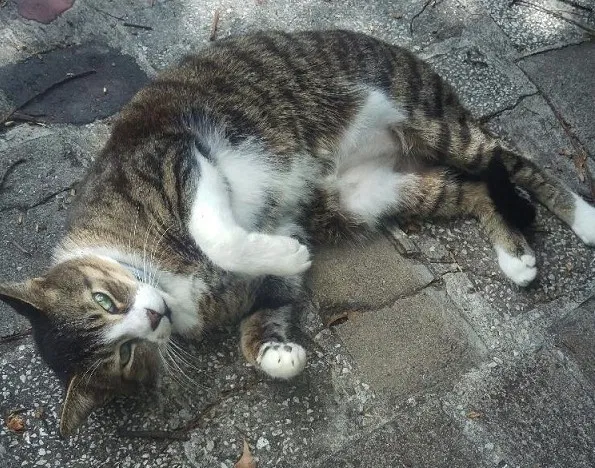 Lost cat in Casselberry, FL, 32707