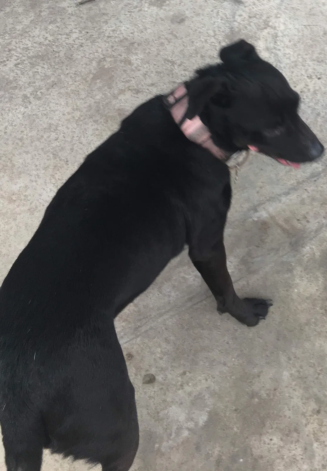 Lost dog in Tulsa, OK, 74127