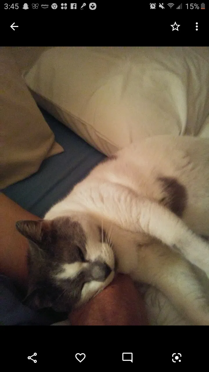 Lost cat in Dade City, FL, 33523