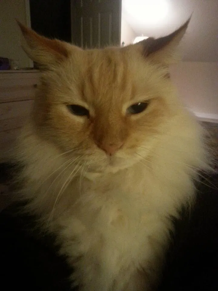 Lost cat in Dade City, FL, 33523