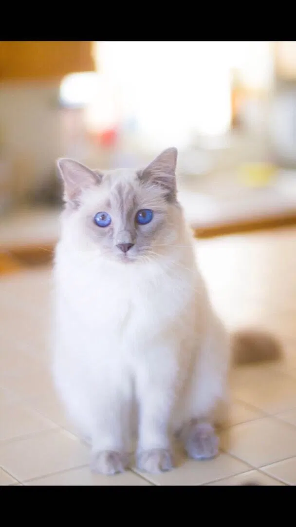 Lost cat in Hollywood, FL, 33026