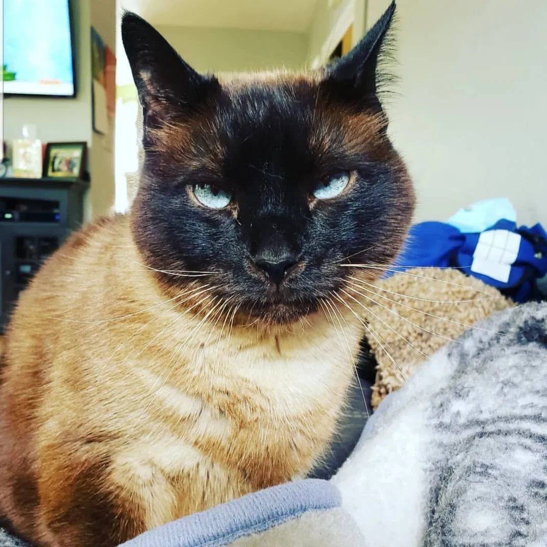 Lost cat in Corvallis, OR, 97333