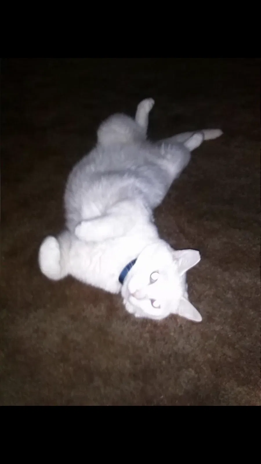 Lost cat in Fresno, CA, 93706
