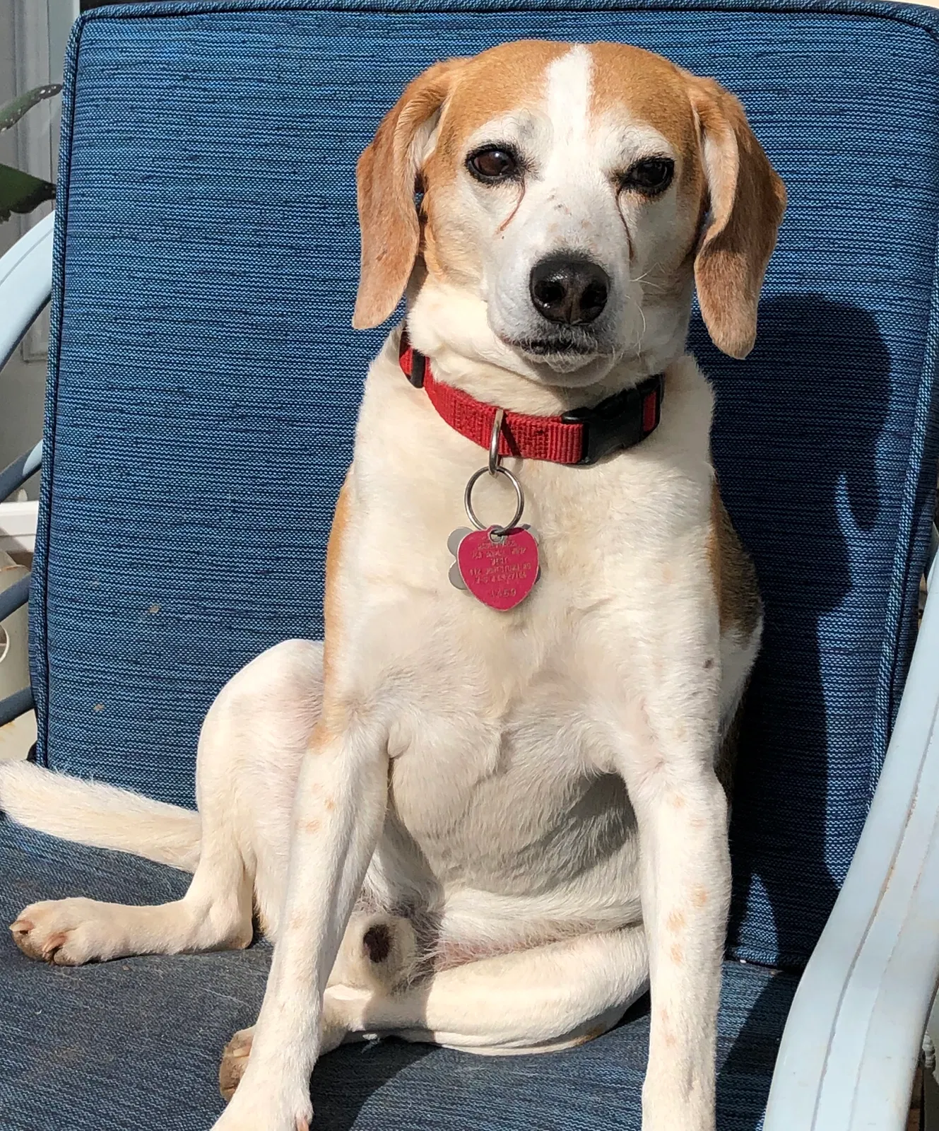 Lost dog in Winston Salem, NC, 27127