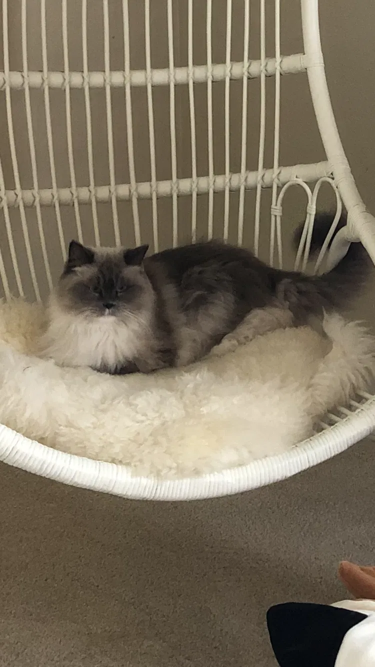 Lost cat in Spring, TX, 77382