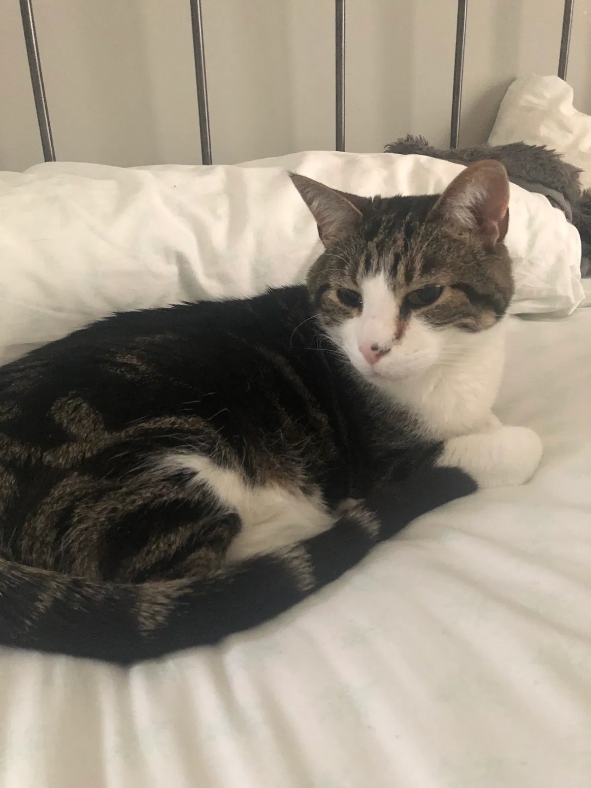 Lost cat in Minneapolis, MN, 55449