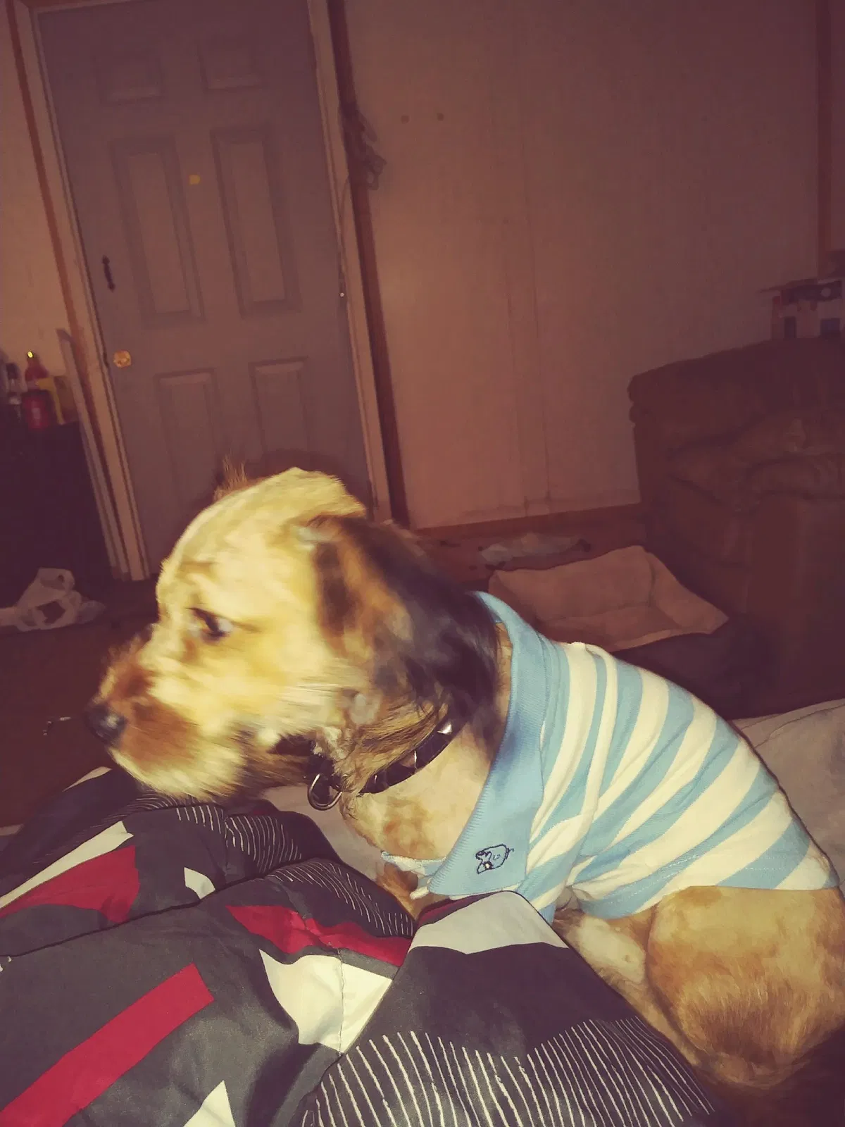 Lost dog in Blytheville, AR, 72315
