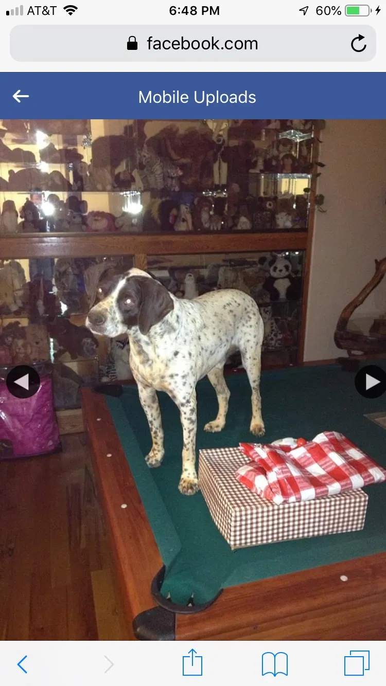Lost dog in Saint George, UT, 84790