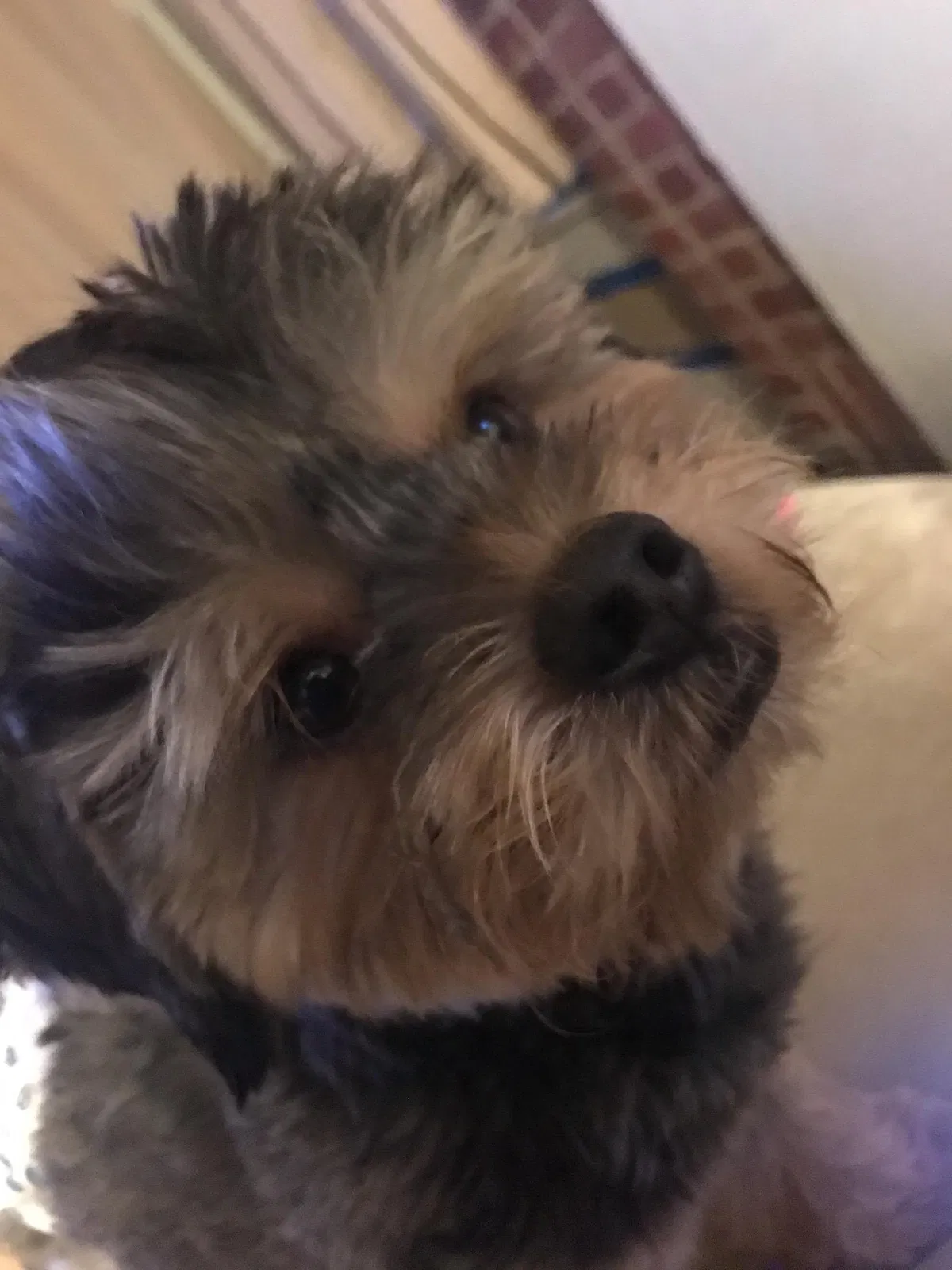 Lost dog in Charlotte, NC, 28216