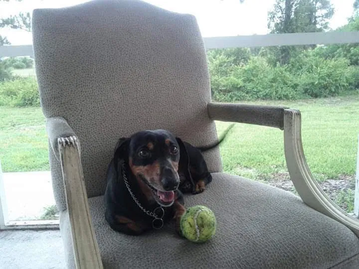 Lost dog in Vero Beach, FL, 32962