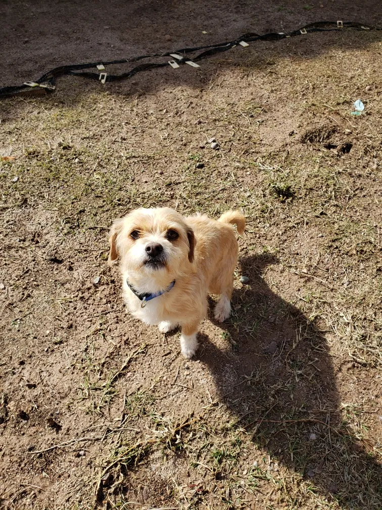Lost dog in Maricopa, AZ, 85138