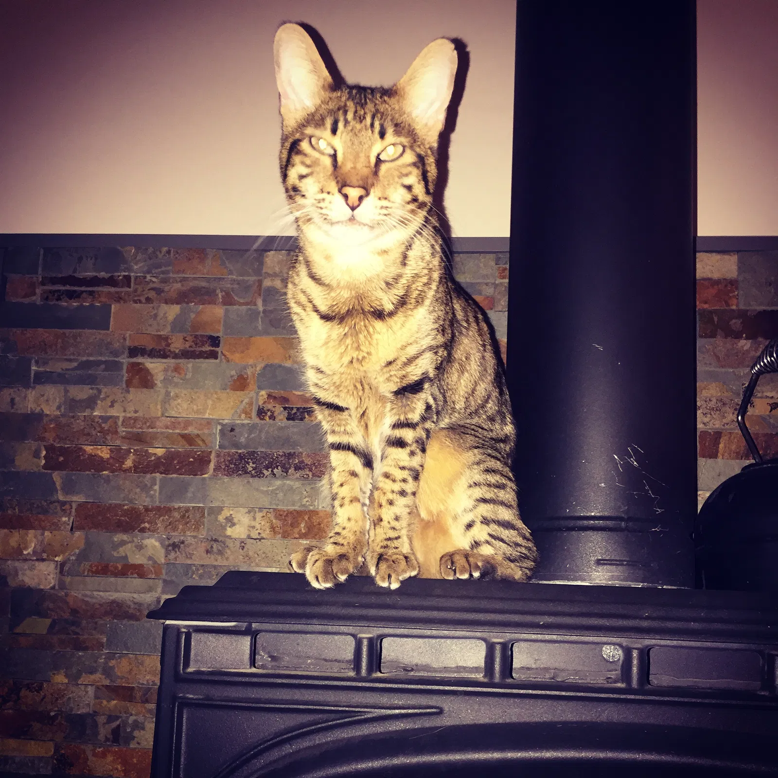 Lost cat in Salt Lake City, UT, 84103