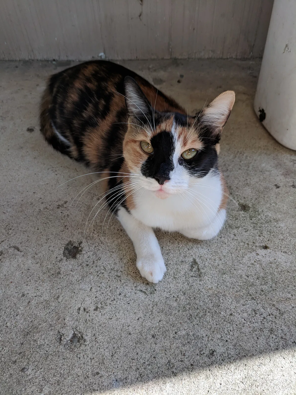Lost cat in Indianapolis, IN, 46222