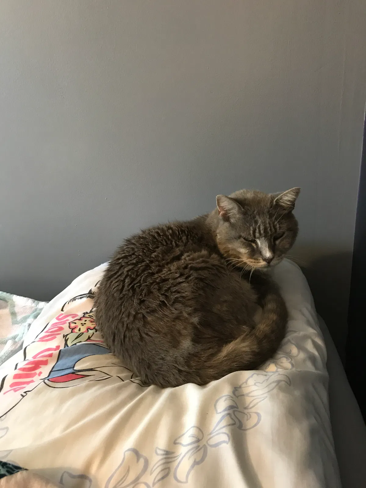 Lost cat in Dacula, GA, 30019