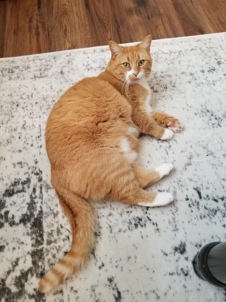 Lost cat in Carrollton, GA, 30116