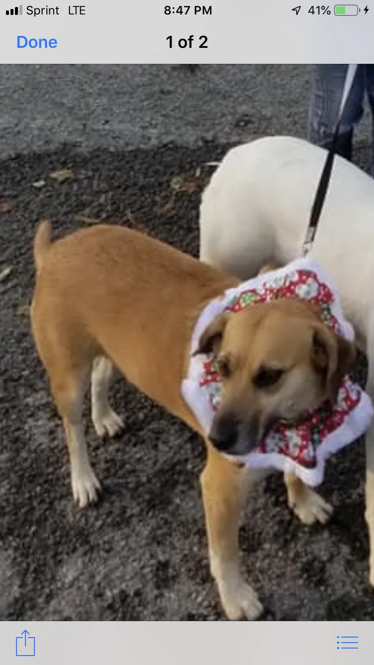 Lost dog in Cleveland, TN, 37312