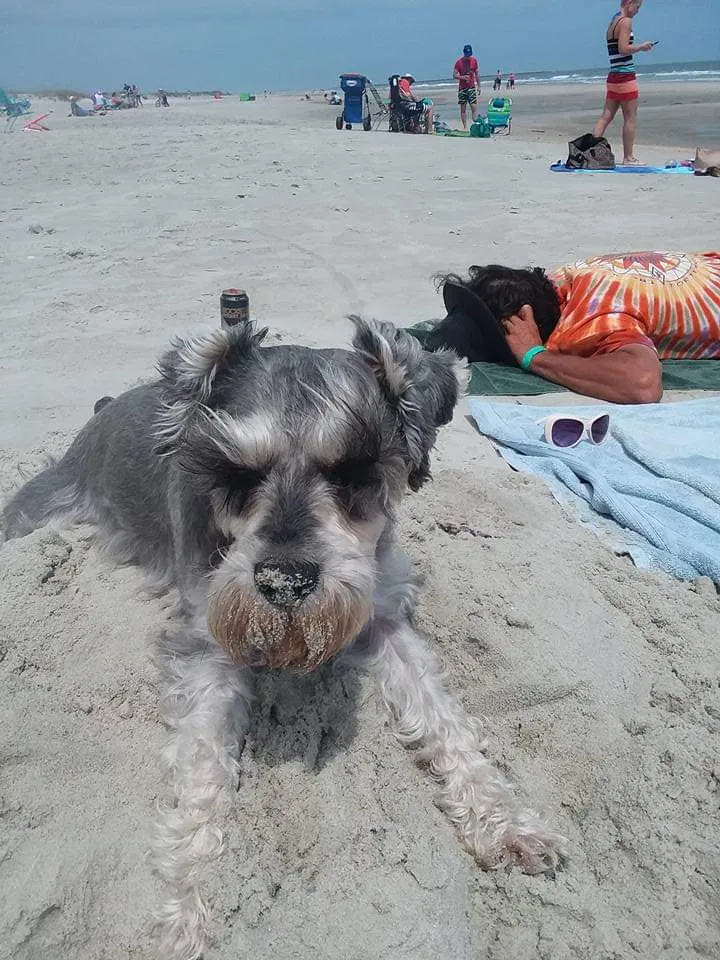 Lost dog in Swansea, SC, 29160