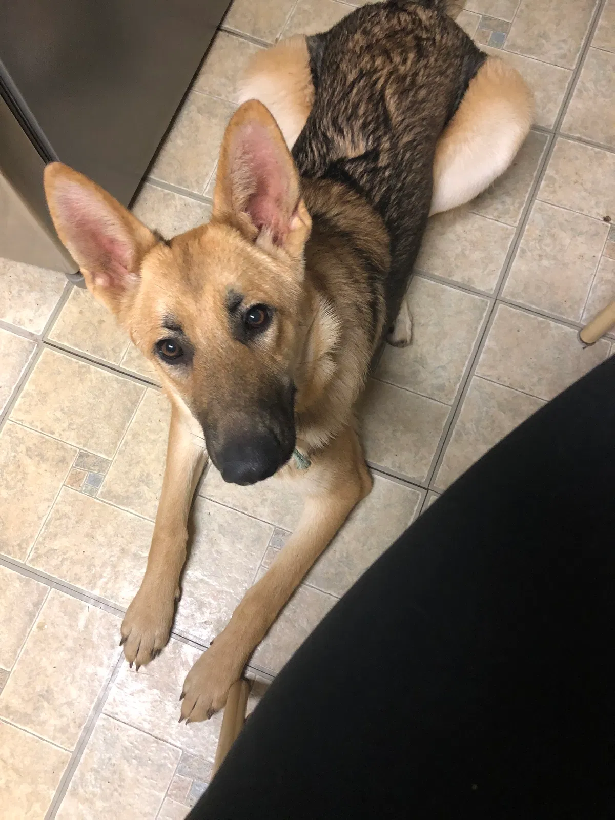 Lost dog in Sweetwater, TN, 37874