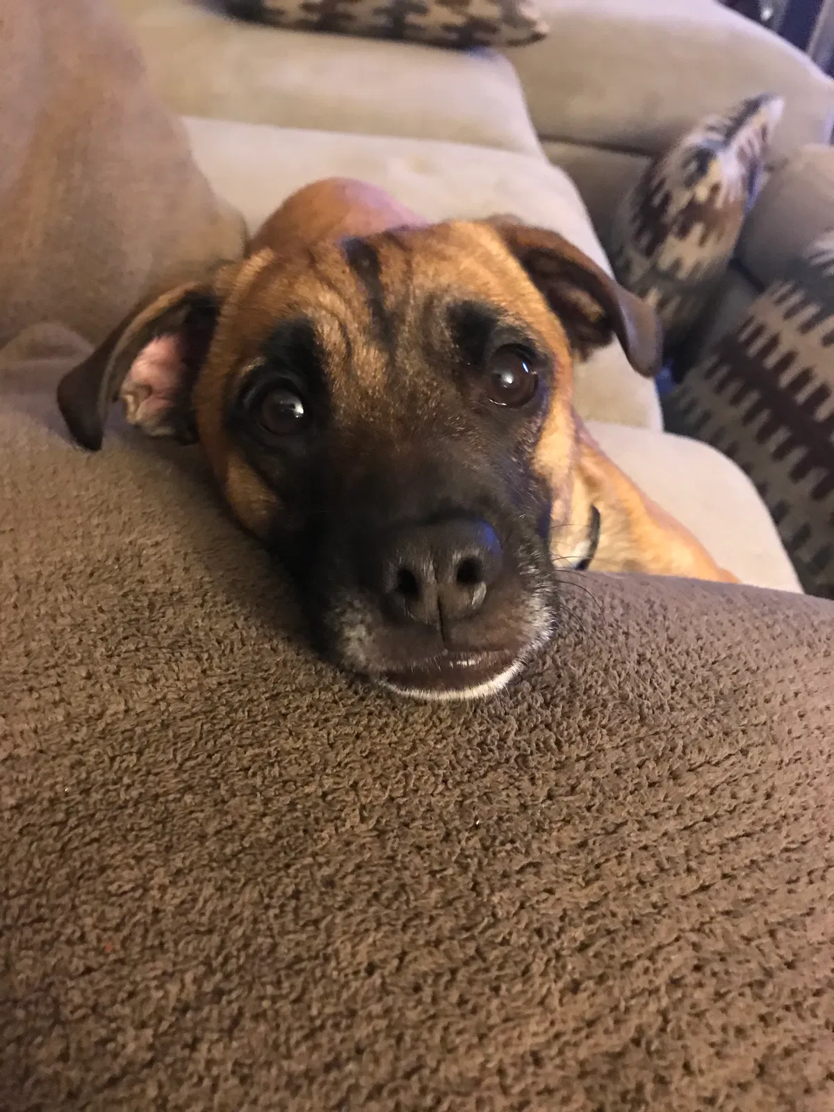 Lost dog in Maumee, OH, 43537
