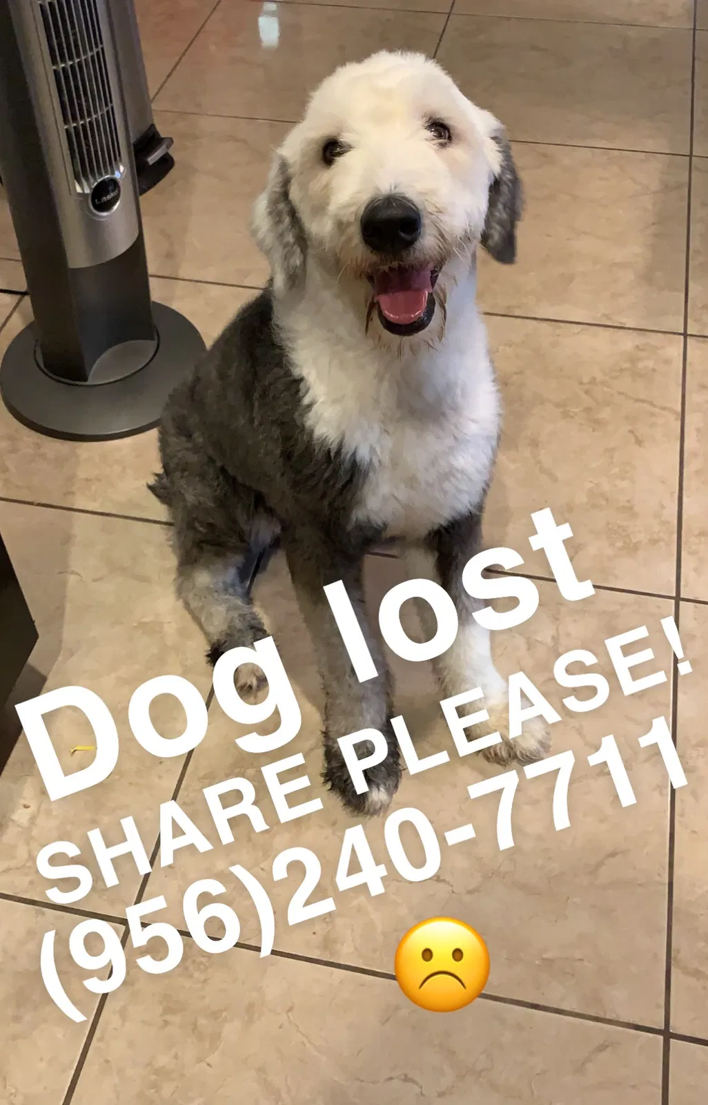 Lost dog in Mcallen, TX, 78504