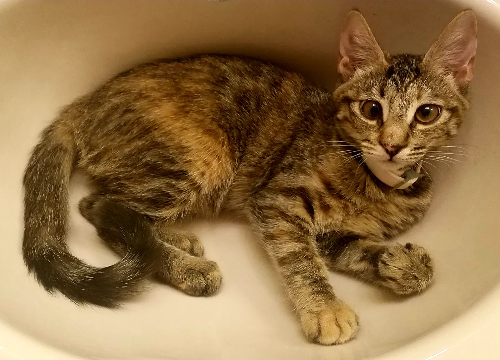 Lost cat in Mesa, AZ, 85210