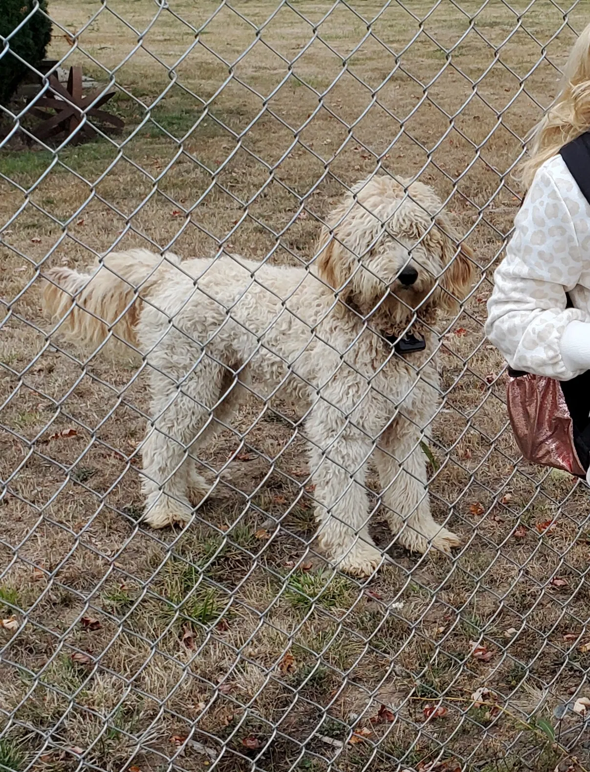 Lost dog in Toledo, WA, 98591