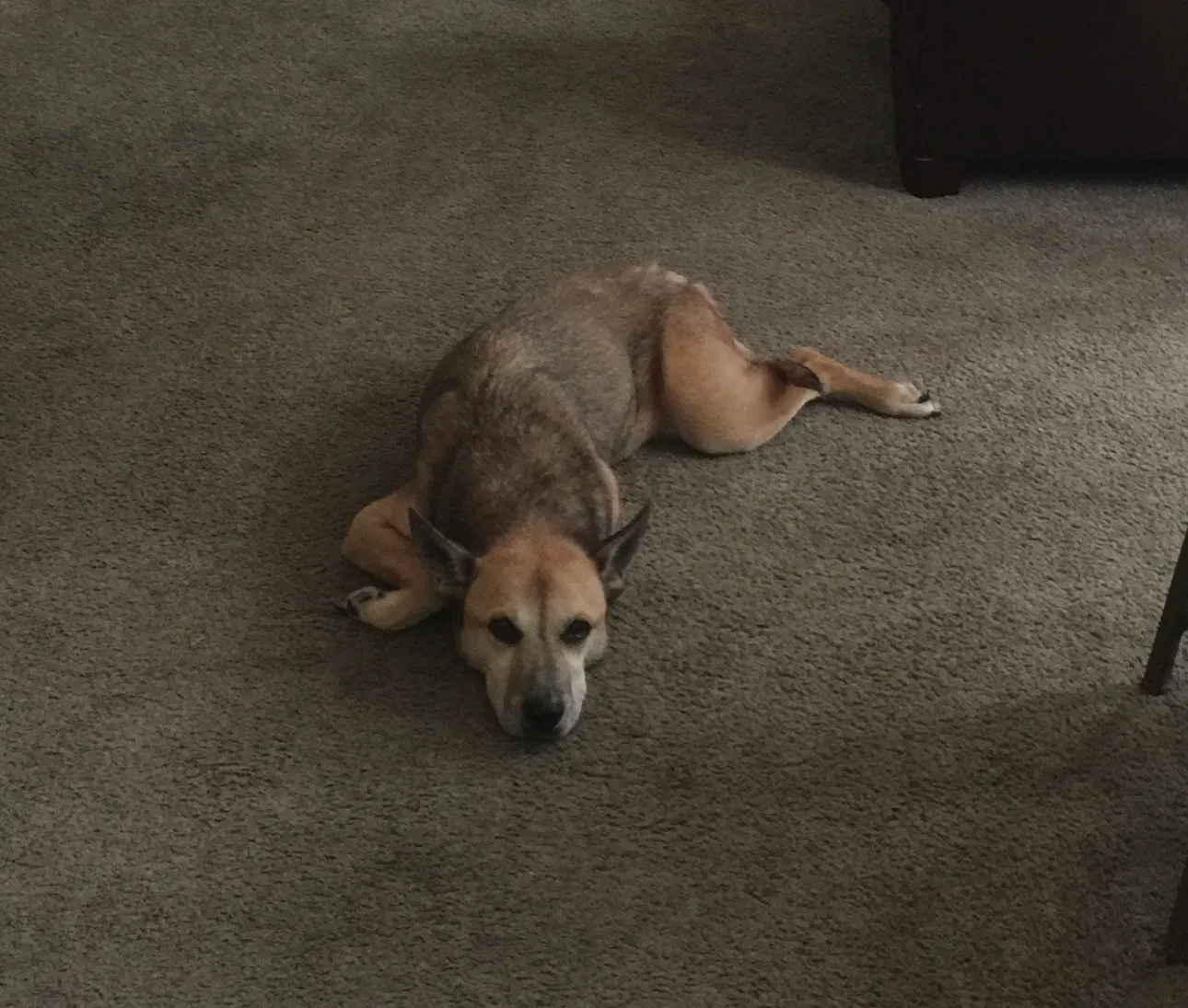 Lost dog in Little Rock, AR, 72204
