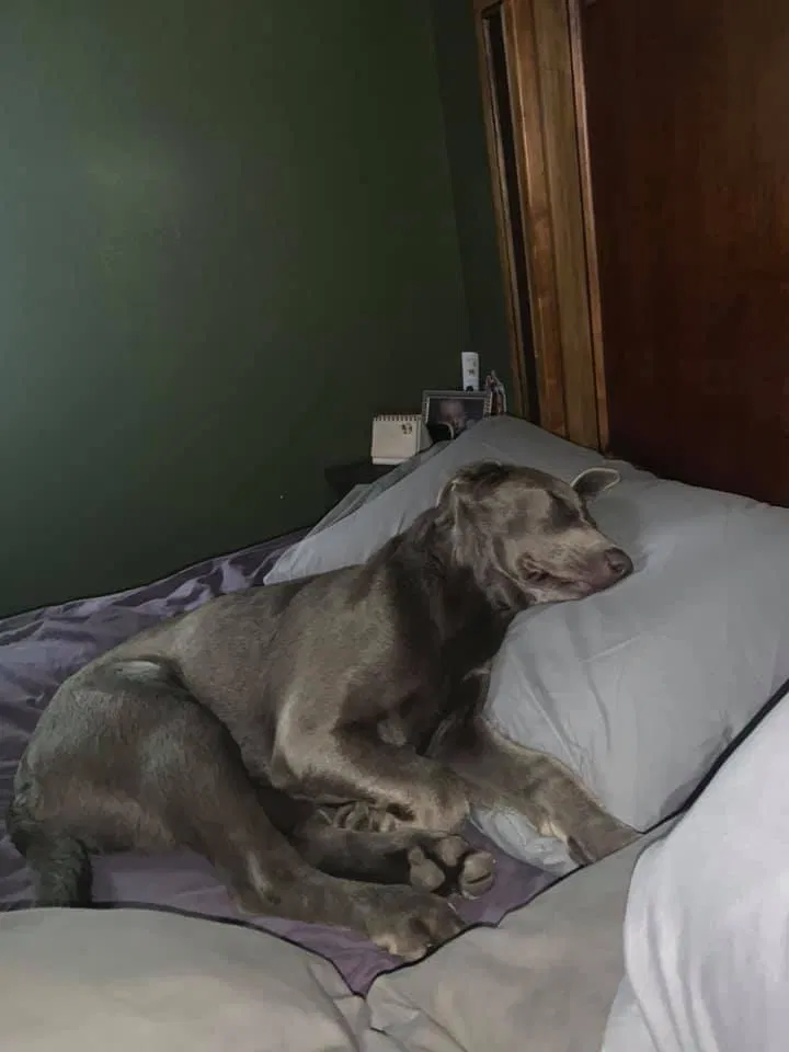 Lost dog in Eagle Bend, MN, 56446