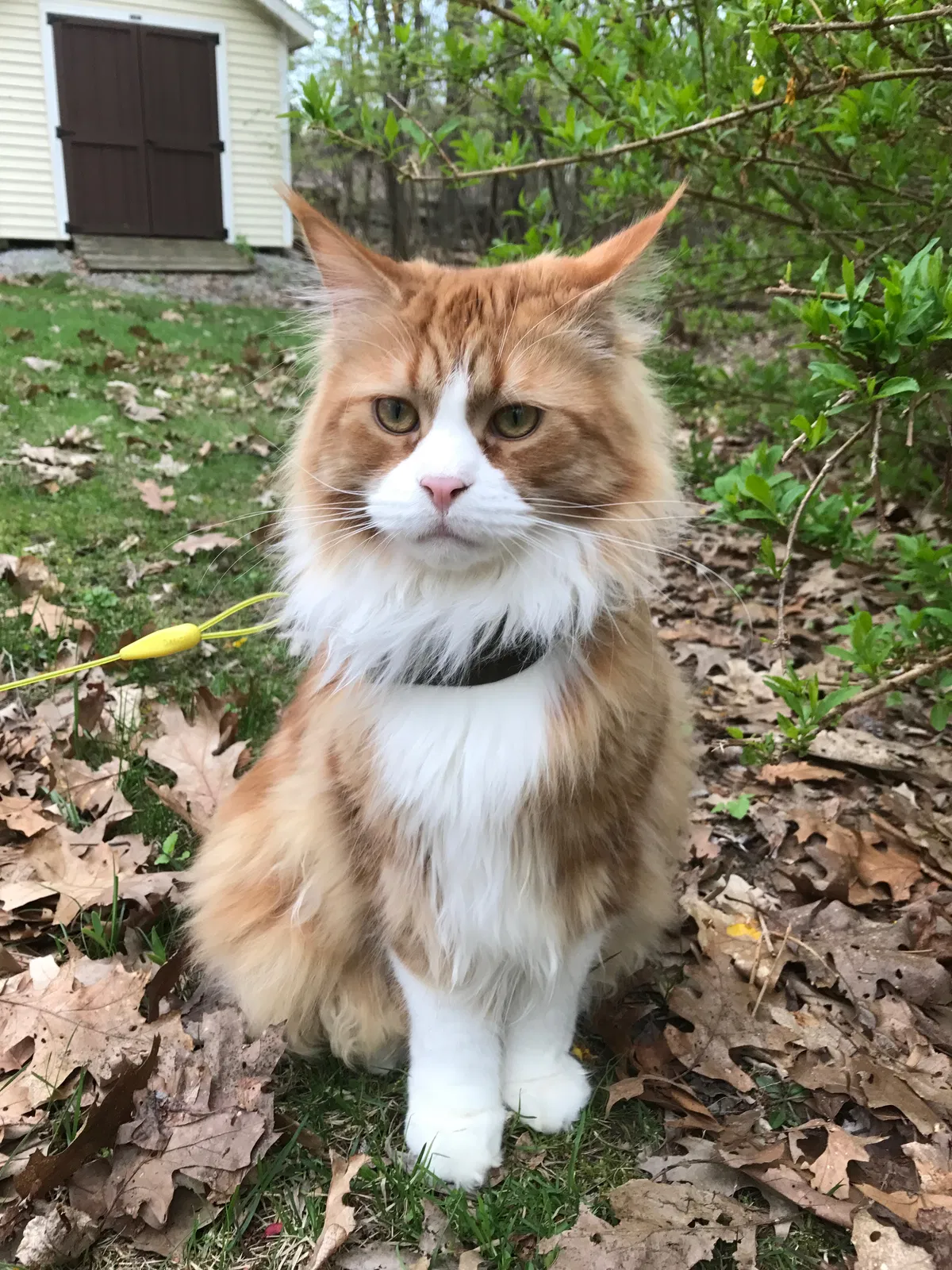 Lost cat in Highland Lakes, NJ, 7422