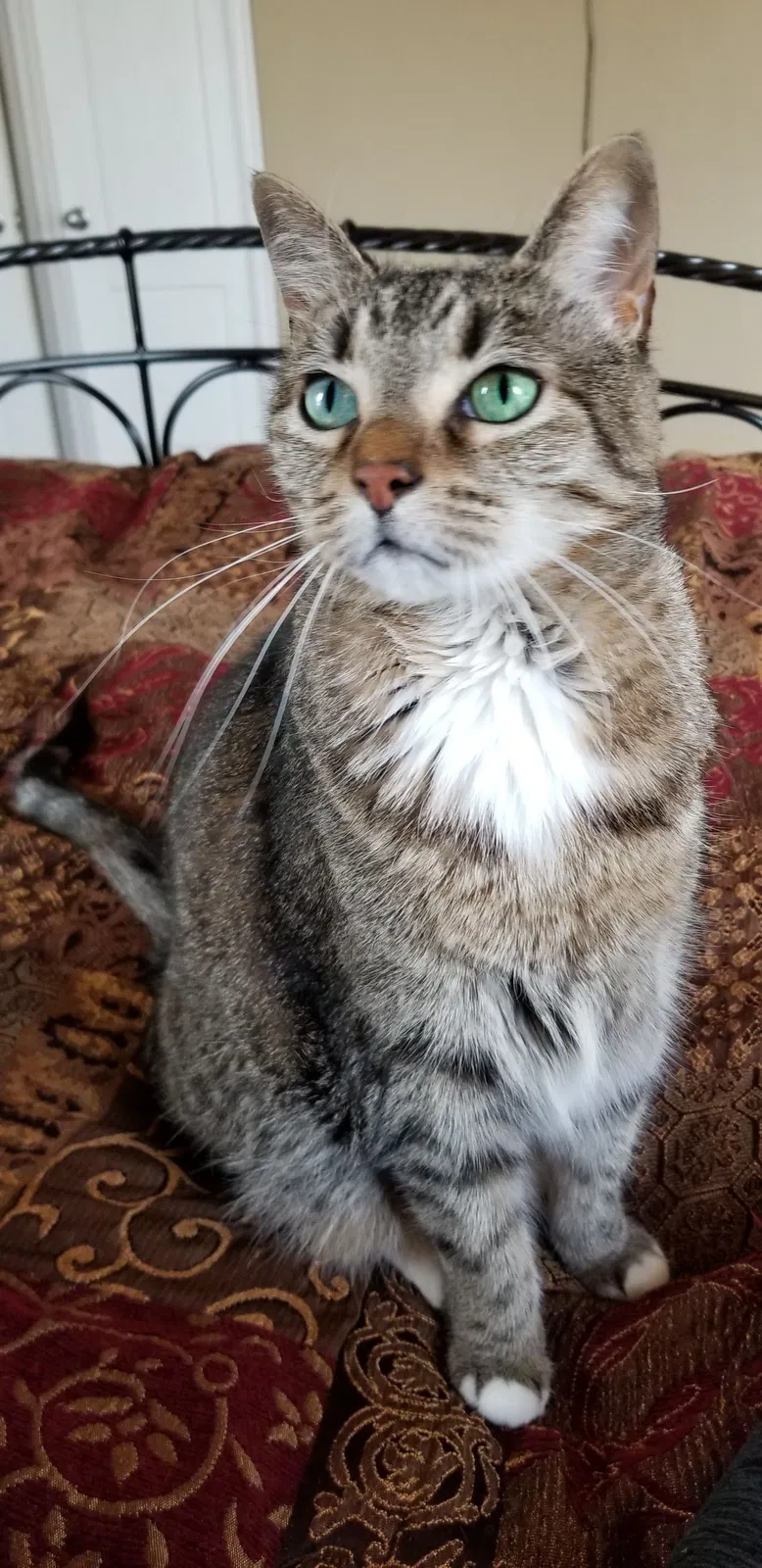 Lost cat in Yukon, OK, 73099