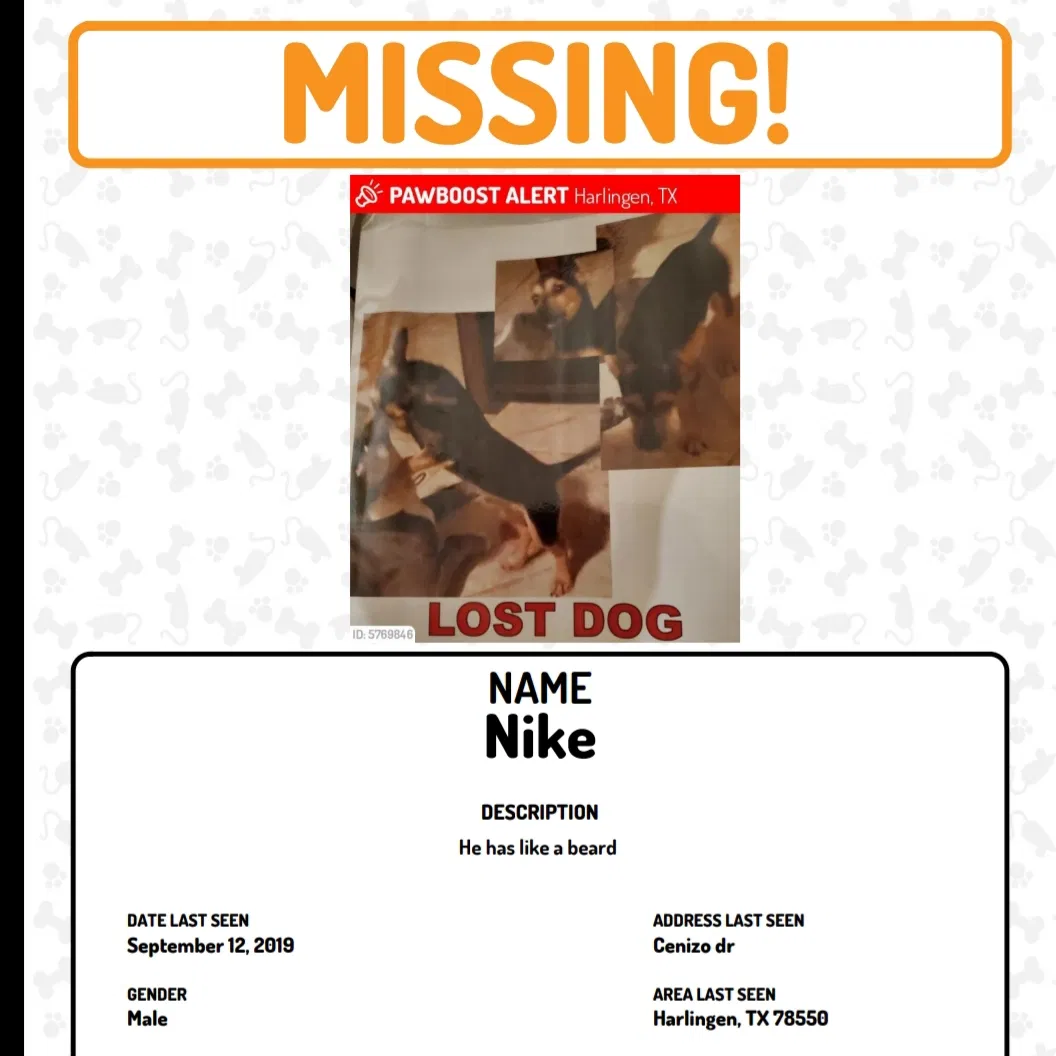 Lost dog in Harlingen, TX, 78550