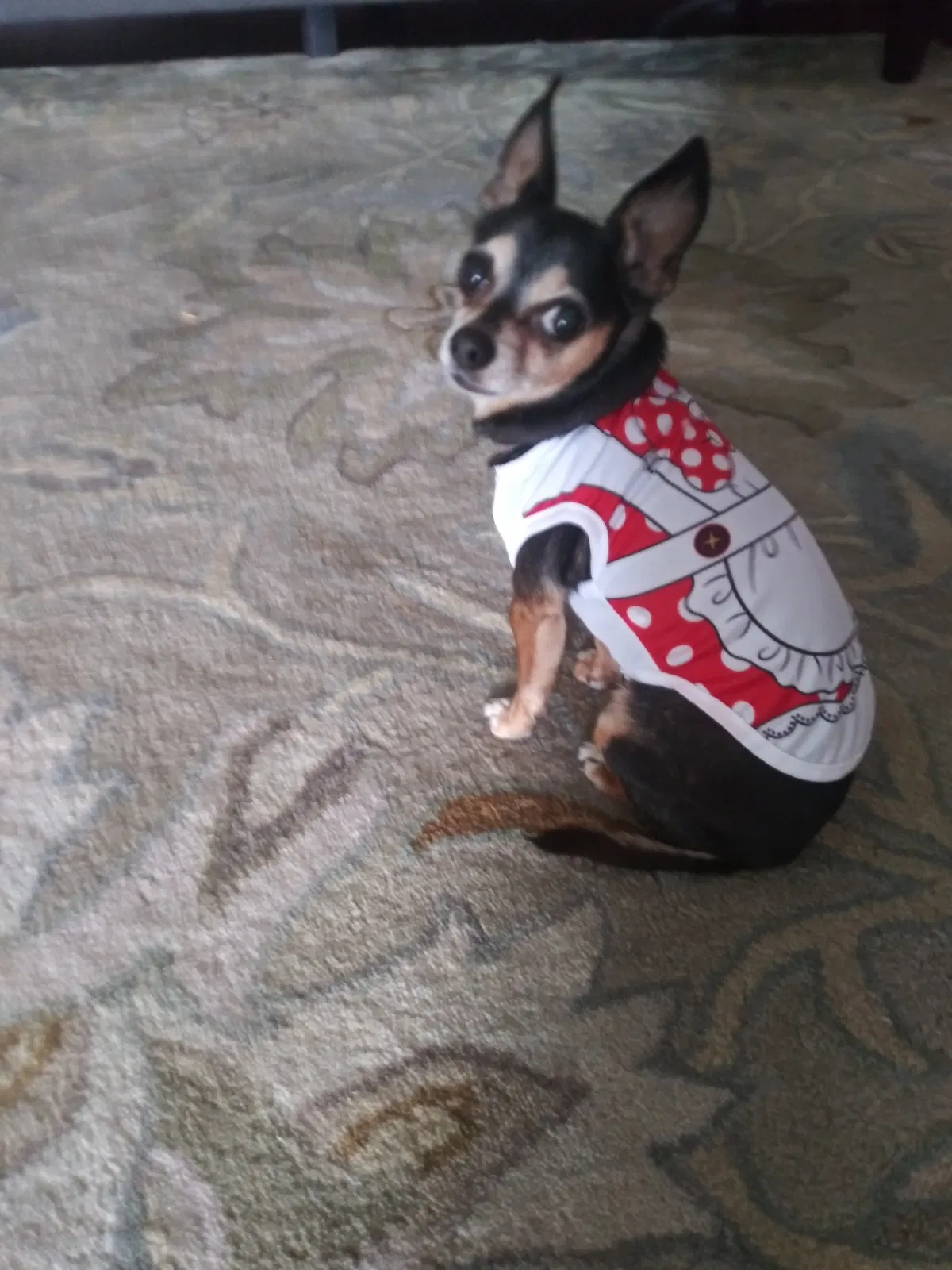 Lost dog in Danville, CA, 94526
