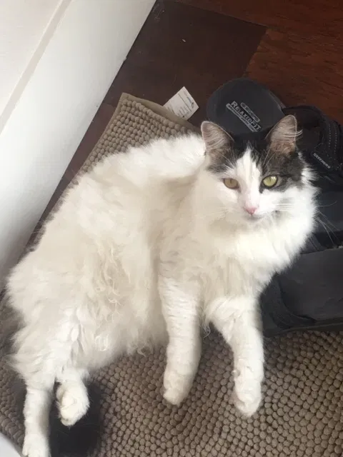 Lost cat in Spring, TX, 77388
