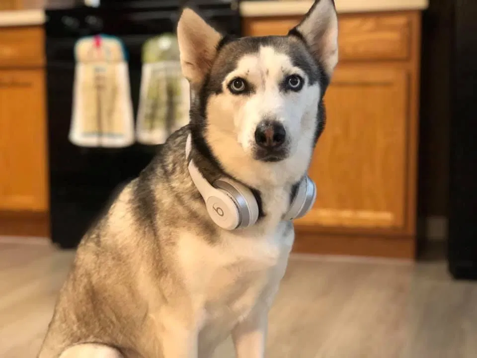 Lost dog in Kyle, TX, 78640