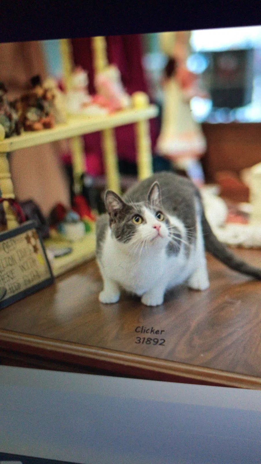 Lost cat in Lake Jackson, TX, 77566